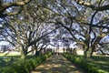 Edgard, Louisiana, U.S.A - February 2, 2020 - The old oak trees by the white mansion of Whitney Plantation