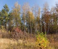 Edge of the autumn forest with deciduous and coniferous trees