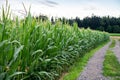 Edge of beautiful green corn field Royalty Free Stock Photo