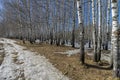 The edge of a birch grove in the early spring Royalty Free Stock Photo