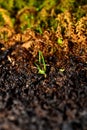 Edge of burnt ground and fresh grass. Sprout of a new plant on an ashy background. Vertical. Close-up