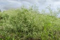 Field Of Whitehead Plants