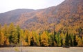 The edge of a coniferous forest in autumn with green pines and yellow larch trees at the foot of a high mountain Royalty Free Stock Photo