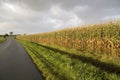 Edge of corn field Royalty Free Stock Photo