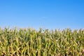 Edge of corn field