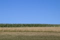 edge of a corn field behind a meadow under the blue sky Royalty Free Stock Photo