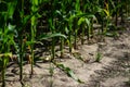 Edge of the corn field Royalty Free Stock Photo