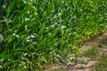 Edge of the corn field Royalty Free Stock Photo