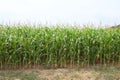 Edge of a corn field Royalty Free Stock Photo