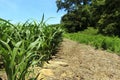 Edge of the Corn Field Royalty Free Stock Photo