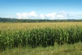 Edge of corn field under summer sky and forest Royalty Free Stock Photo