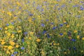 On The Edge Of The Corn Field - Wildflowers in Somerset, England.