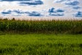 Edge of a Cornfield with Clouds Royalty Free Stock Photo