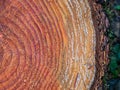 Edge of a cross section of a cut log Royalty Free Stock Photo