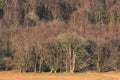 Edge of deciduous forest in Winter