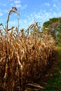 Edge of Dried Corn Field Ready for Autumn Harvest Royalty Free Stock Photo