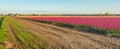 At the edge of a field with blooming tulips Royalty Free Stock Photo