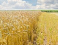 Edge of a field of the ripe wheat Royalty Free Stock Photo