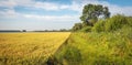 Edge of a field with ripe wheat Royalty Free Stock Photo