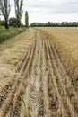 The edge of the field with the ripened grain crop, with a beveled rye or barley, for safety purposes from fire.