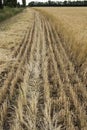 The edge of the field with the ripened grain crop, with a beveled rye or barley, for safety purposes from fire.