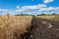 The edge of the field with a ripened grain crop, with a plowed land in order of safety from fire.