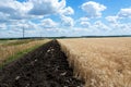 The edge of the field with a ripened grain crop, with a plowed land in order of safety from fire.