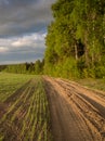 The edge of the field with the shoots of wheat