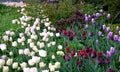 Edge of flowerbed in park planted with pink purple white tulips tulips lawn and old spring ancient trees lawn Royalty Free Stock Photo