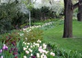Edge of flowerbed in park planted with pink purple white tulips tulips lawn and old spring ancient trees lawn Royalty Free Stock Photo