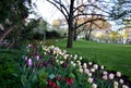 Edge of flowerbed in park planted with pink purple white tulips tulips lawn and old spring ancient trees lawn Royalty Free Stock Photo