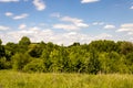 The edge of the forest against the background of a blue cloudy sky in an ecologically clean place of the black earth on a hot Royalty Free Stock Photo