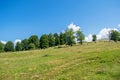 At the edge of the forest, a green grassland. A blue sky one day in July, somewhere in Romania, in Europe