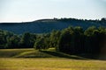 The edge of the forest in the rays of the setting sun