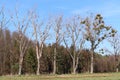 four dry trees cut by beavers, doomed to wither