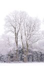 At the edge of the forest there is a large, bare oak covered with snow in winter. In front of the oak there is a hunter`s stand Royalty Free Stock Photo