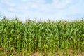 Edge of the green corn field at sunny summer day under a bright cloudy sky Royalty Free Stock Photo