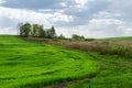 Edge of green field sown agricultural crop