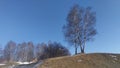 On the edge of the hill, partly covered with snow, stands a birch tree. A birch grove grows farther away. In spring, the snow on t Royalty Free Stock Photo