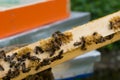 Bees on edge of hive frame make honeycomb on sunny summer day in apiary Royalty Free Stock Photo