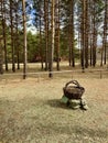 The edge of the magic pine forest Royalty Free Stock Photo