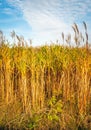 At the edge of mature yellow Elephant Grass or Miscanthus giganteus plants in a Dutch field