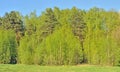 The edge of a mixed forest on a clear day in summer Royalty Free Stock Photo