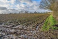 At the edge of the muddy plowed field on a bright english December day