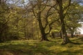 Edge of old forest near Greenlaw, Scottish Borders