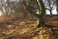 edge of old forest near Greenlaw, Scottish Borders in winter