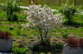 On the edge of a perennial flowerbed with shrubs there are also concrete rectangular flowerpots with red barberry. they act as a b