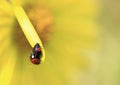 On the edge. Royalty Free Stock Photo