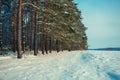 The edge of a pine forest in winter Royalty Free Stock Photo
