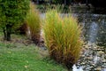 On the edge of the pond grow large grass by the shore. shore erosion. lawn to the water. autumn atmosphere Royalty Free Stock Photo